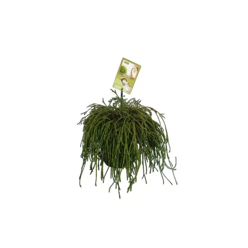 Chamaecyparis Pisifera Sungold jaune en pot de 2 L