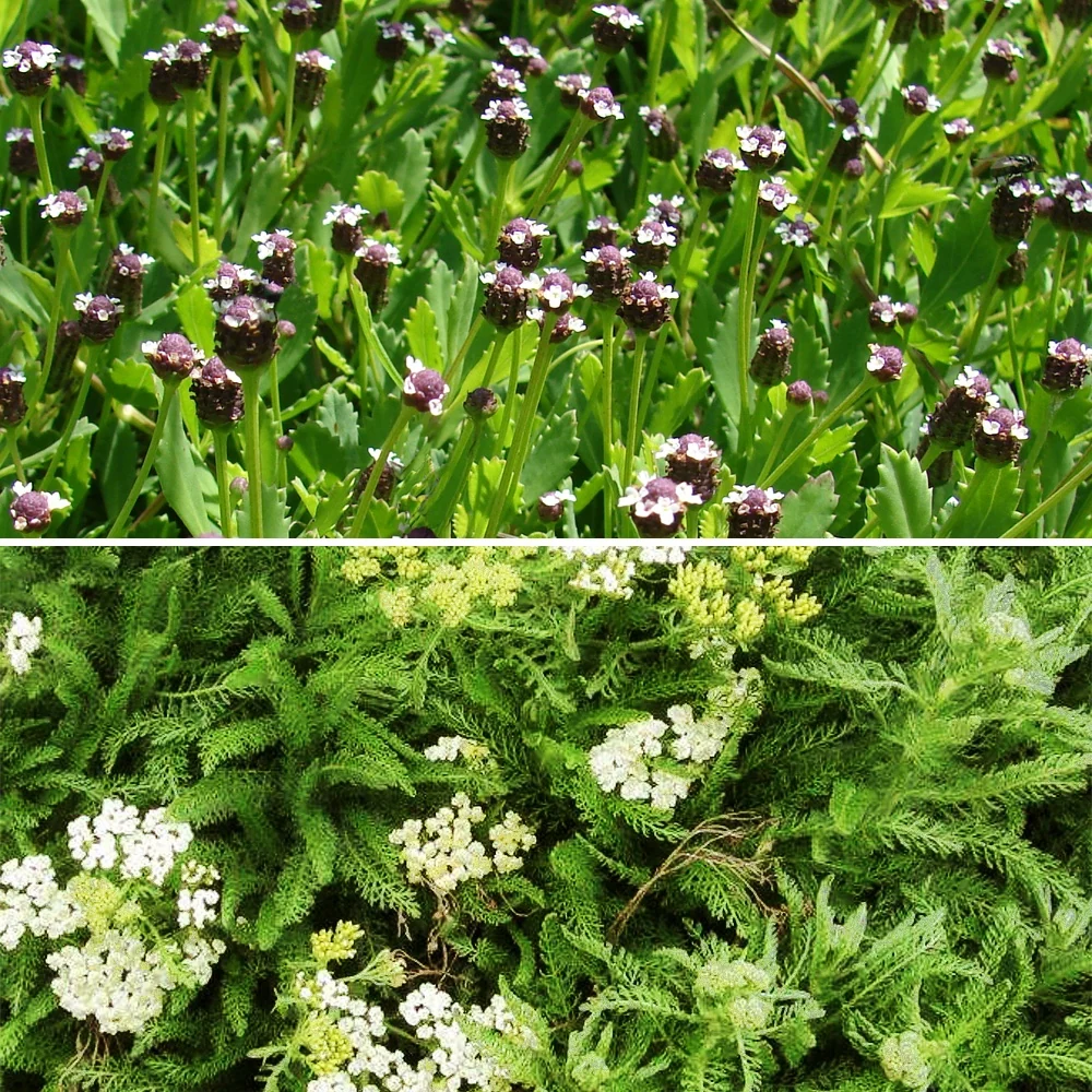 2 Achillées et 1 Lippia en mélange Achillea crithmifolia; lippia nodiflora