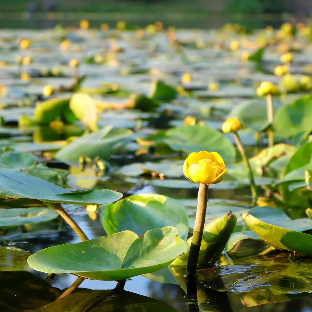 Nénuphar commun Nuphar lutea