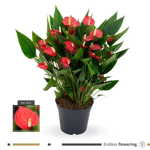 Anthurium Million Flowers pot Ø17 cm/ H60 cm