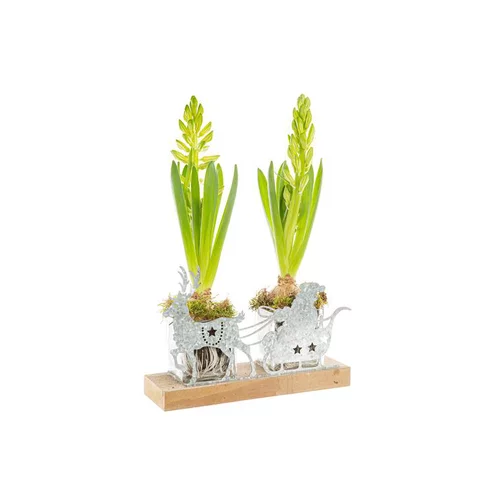 Jacinthe X2 Père Noel Zinc + Bois