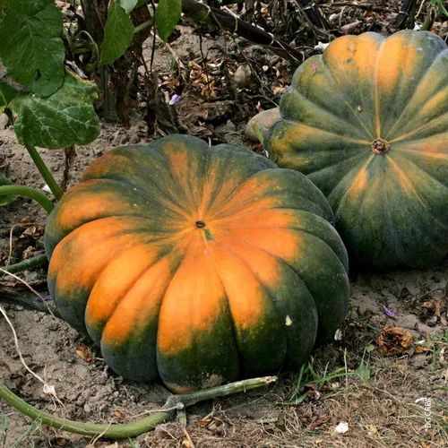 Courge Musquee De Provence Bio. Le pot de 10,5 cm