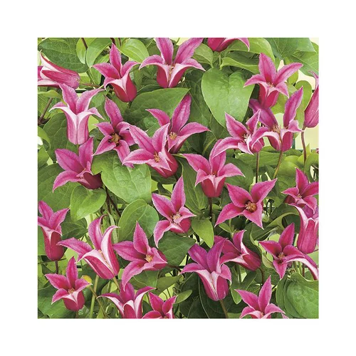 CLEMATITE PRINCESS DIANA. Le pot de 3 litres
