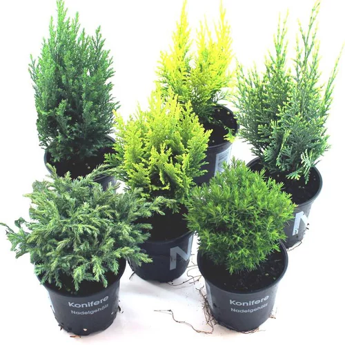 Conifères variés - Le pot de 2.5 litres