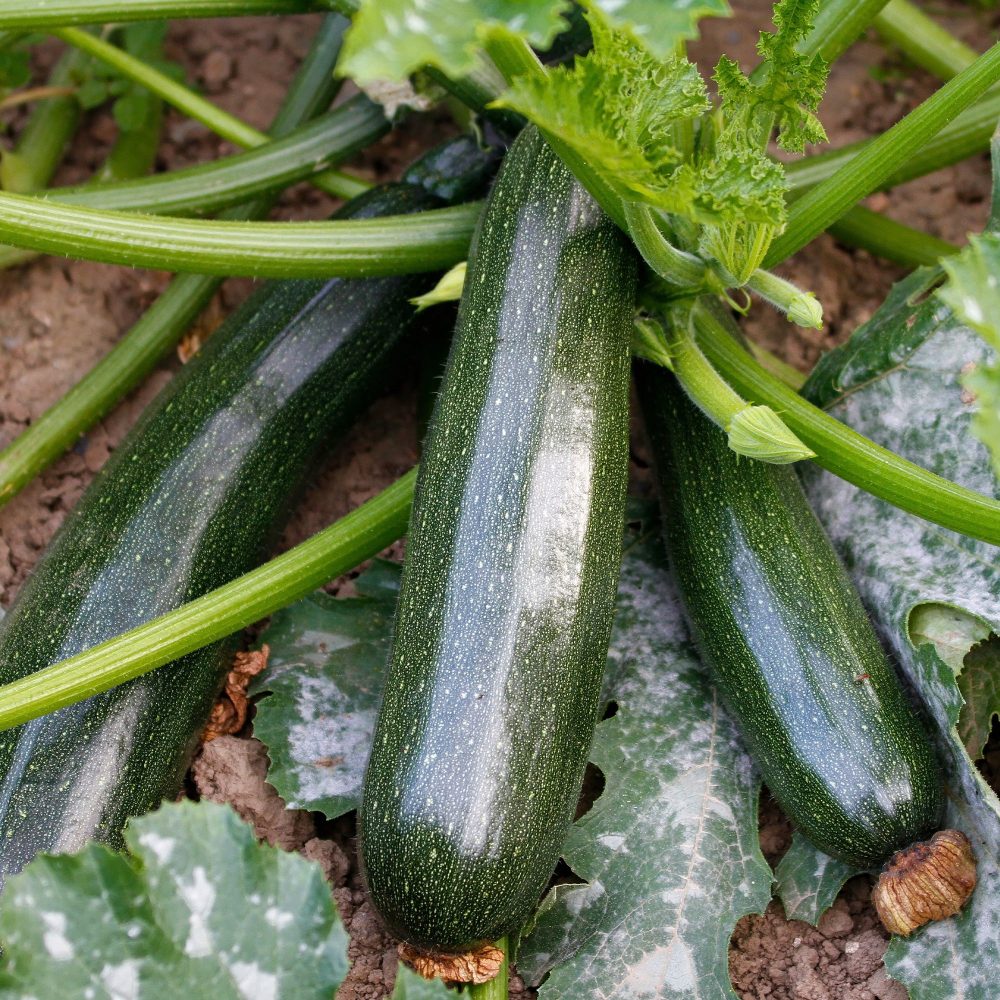 Courgette Black Beauty Cucurbita pepo black beauty