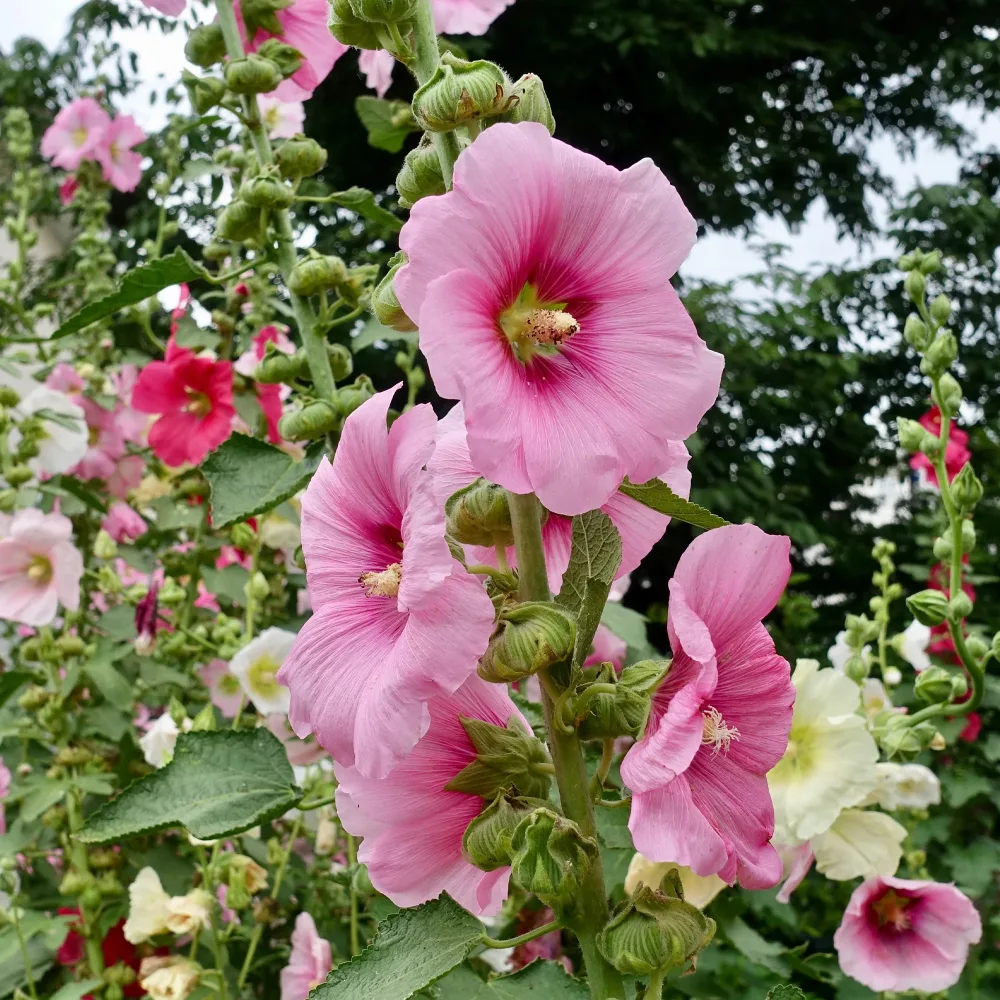 Rose trémière Alcea rosea