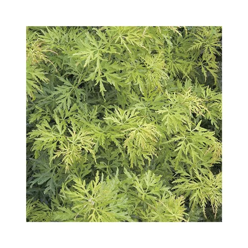 Erable du Japon (ACER PALMATUM SEIRYU ) Le pot de 80 litres