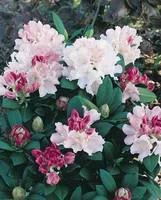 Rhododendron Hybride Varié. Le pot de 7 litres