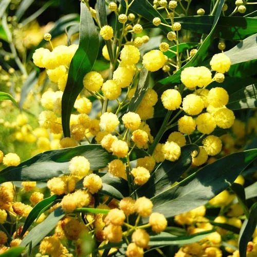 Mimosa Palme d’or (Acacia Retinoides). Le pot de 4 litres