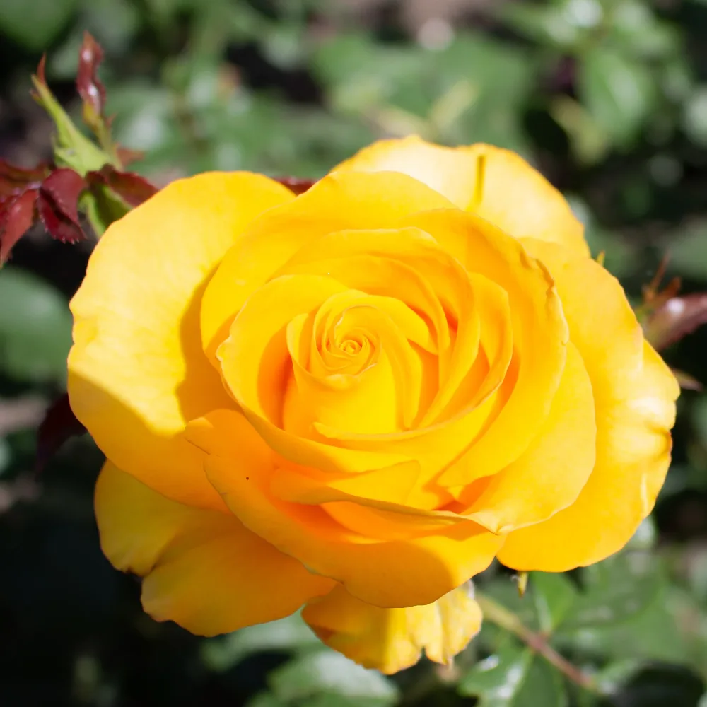 Rosier Hadangel Rosa hadangel