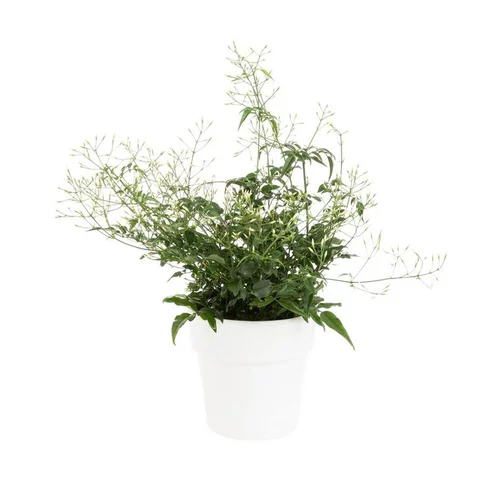 Jasmin blanc d’hiver (JASMINUM POLYANTHUM) ø12 X H30 cm
