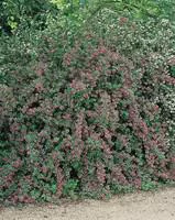 Escallonia rose 40/60 cm en pot de 4 L