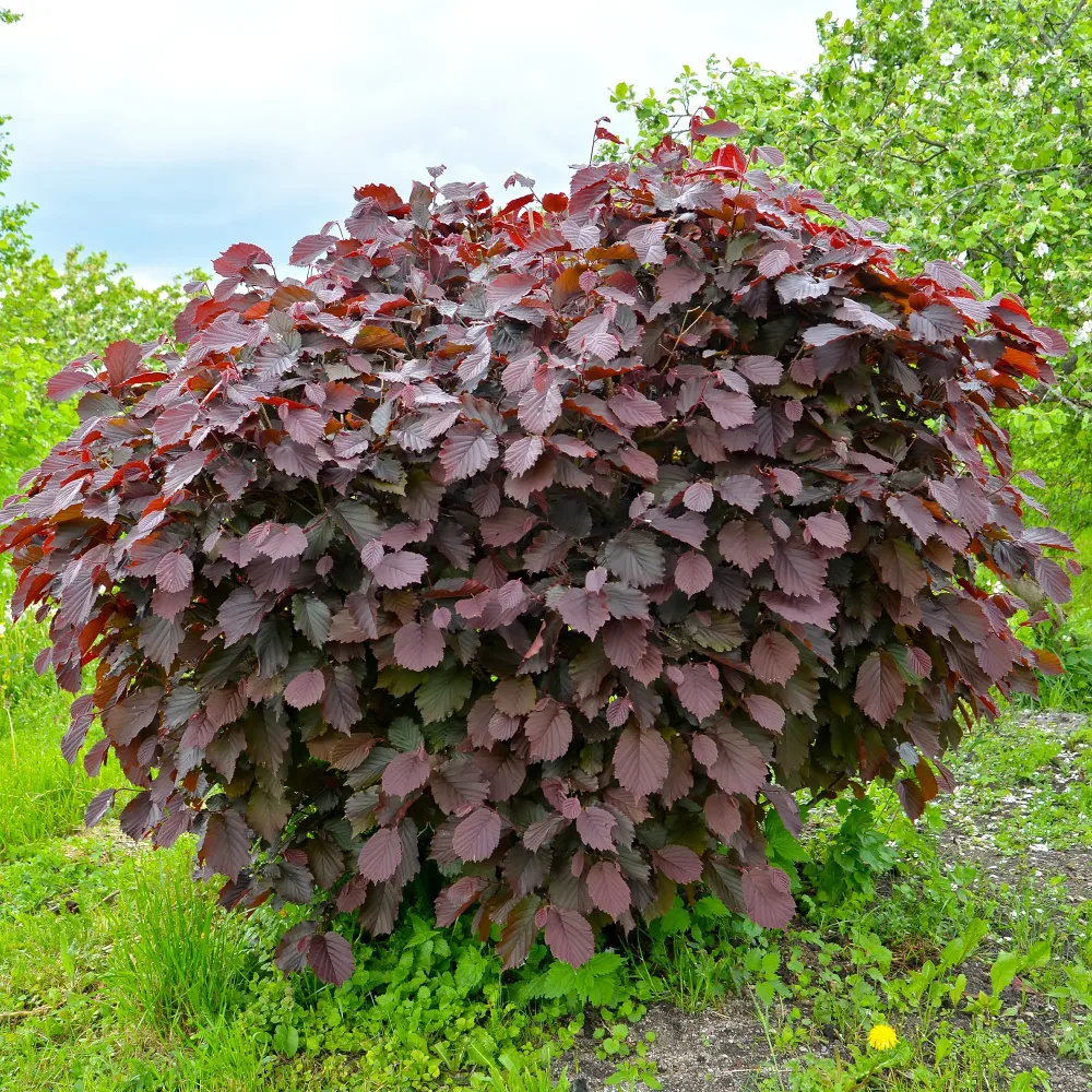 Noisetier pourpre Corylus maxima purpurea