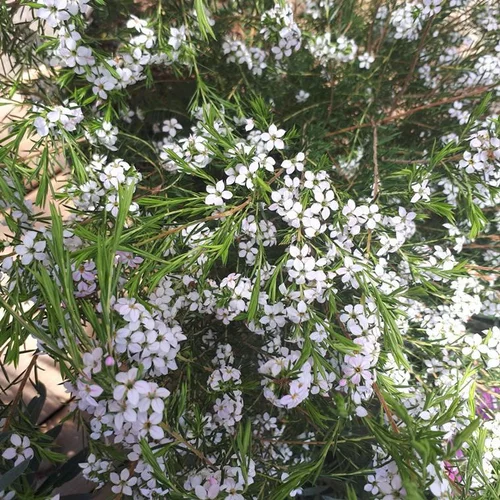 Diosma Hirsuta Pink Fountain. Le pot de 3 litres