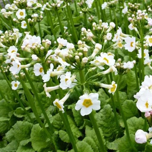 Primevère du Japon blanche Primula japonica alba