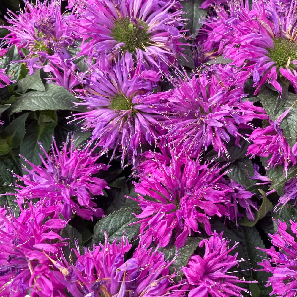 Monarde Purple Lace Monarda fistulosa Purple Lace