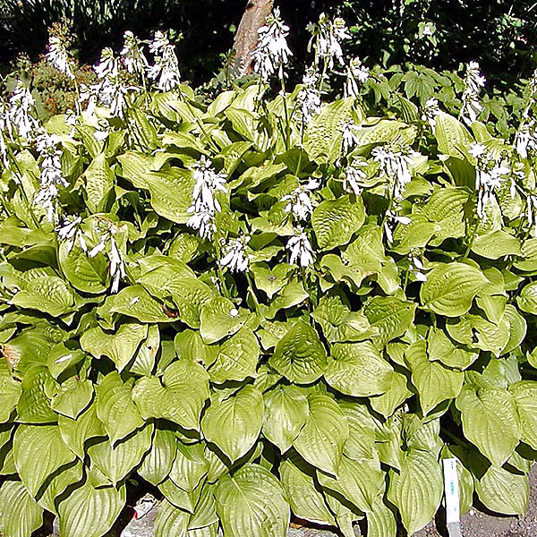 6 x Hosta 'Royal Standard' – godet 9cm x 9cm