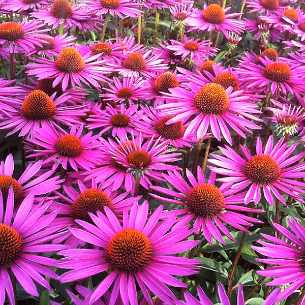 6 x Rudbeckia pourpre 'Pica Bella' – Echinacea purpurea 'Pica Bella' | godet 9cm x 9cm