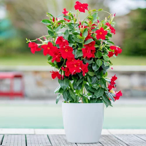 Dipladénia Espalier Fushion California - Le pot de 4 litres