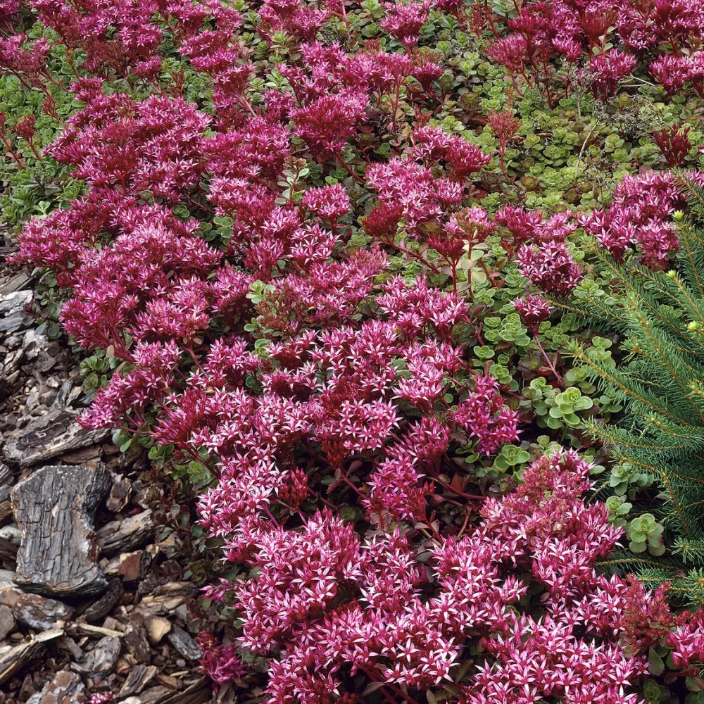 Sedum spurium Schorbuser Sedum spurium Schorbuser Blut