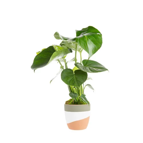 Monstera et son cache-pot en céramique. Le pot Ø 14 cm