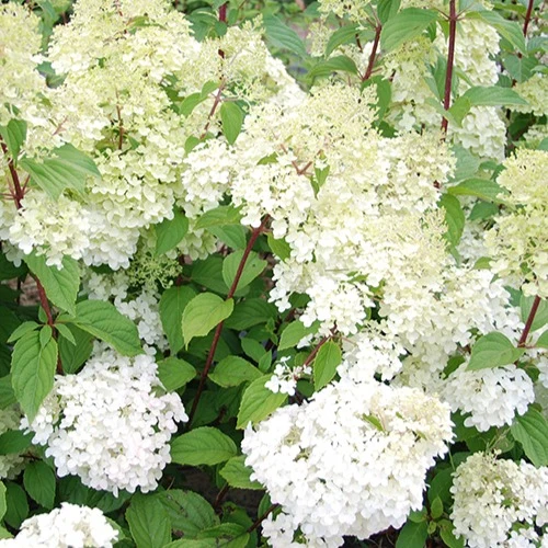 Hortensia paniculé Diamantino® Hydrangea paniculata diamantino ® 'ren101'
