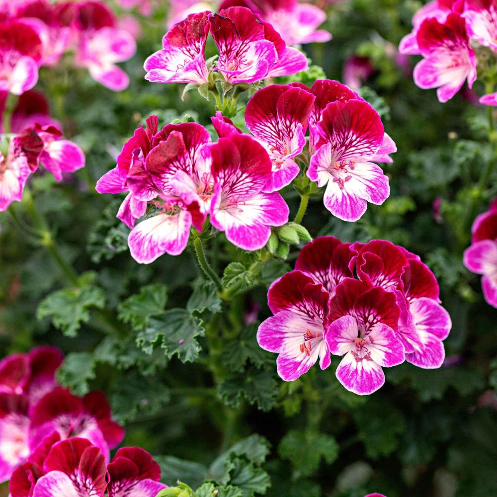 Géranium Angel Tip Top Duet Pelargonium grandiflorum Angel Tip Top Duet