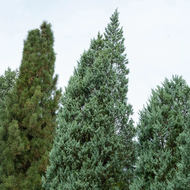 Genévrier des rocheuses Moonglow Juniperus scopulorum Moonglow