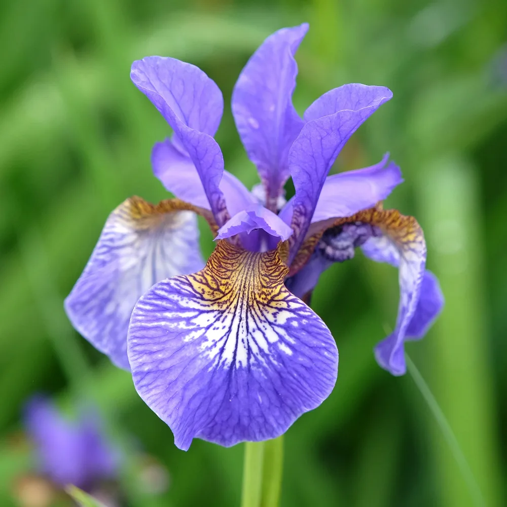 Iris de Sibérie Iris sibirica