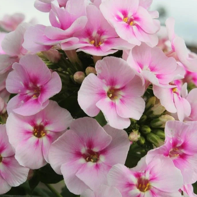 3 Phlox paniculé Younique Bicolor Phlox paniculata 'younique bicolor'
