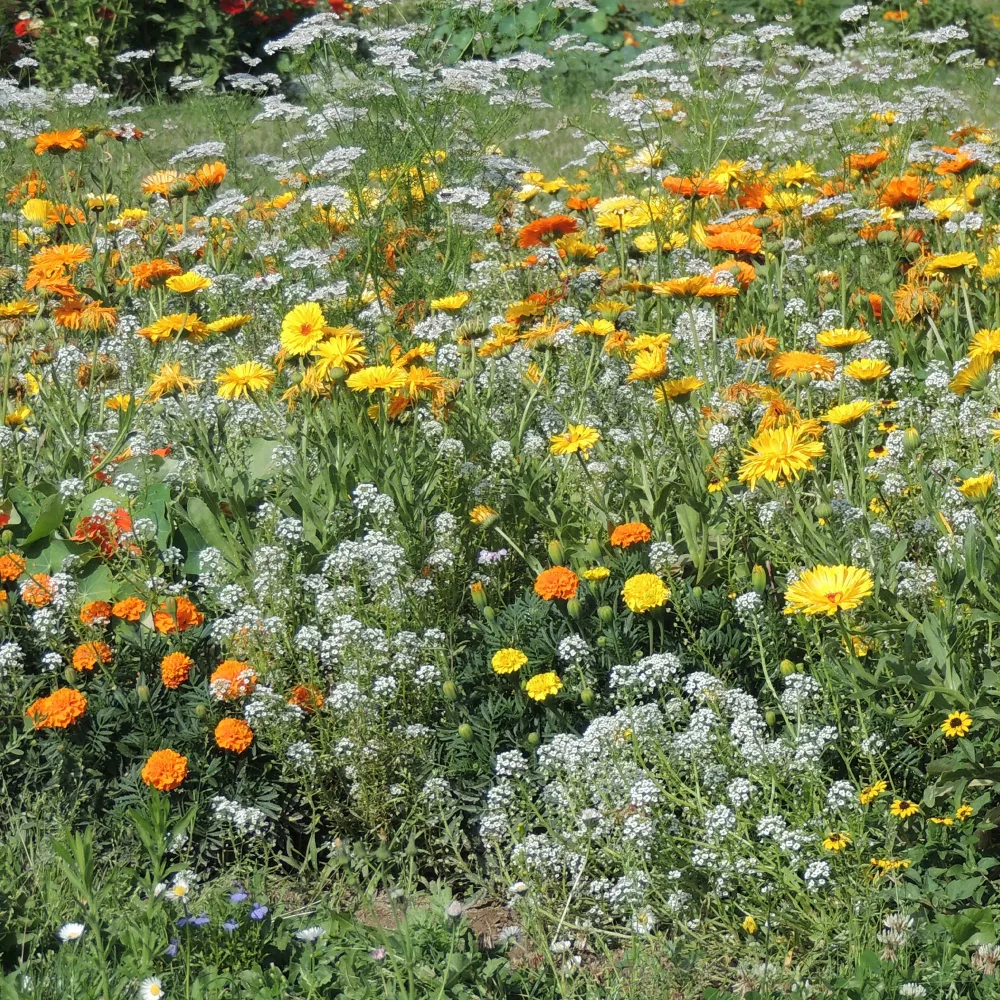 Fleurs en mélange anti-pucerons
