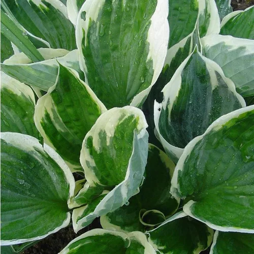 Hosta à fleurs multicolores - Le pot de 2 litres