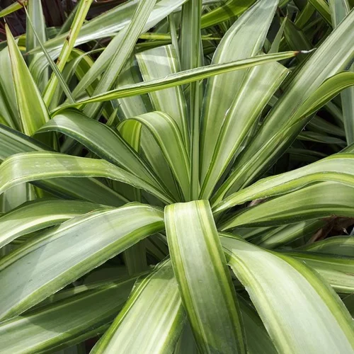 Yucca Jewel en pot de 70 L