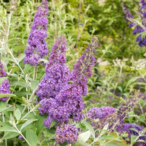 Arbre à papillons Lavender Flow sur tige Buddleja davidii free petite® 'lavender flow'