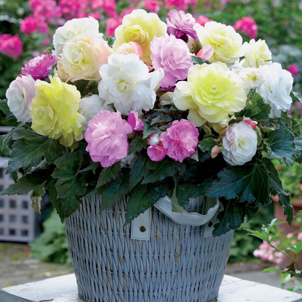 4 bégonias pastel crème et rose Begonia Wummi creme, Wummi Apple Bloom