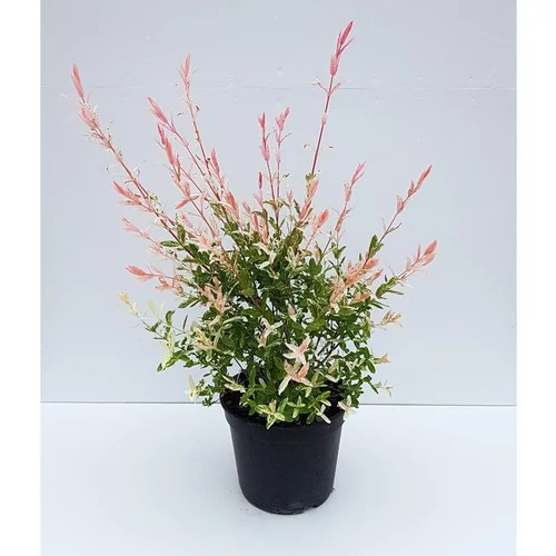 Saule Crevette - pot 5 L