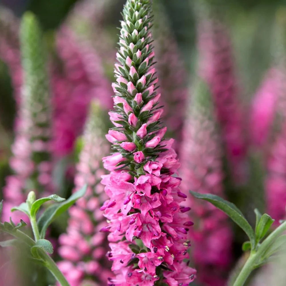 Veronique en épis Bubblegum Candles ® Veronica spicata bubblegum candle's ®