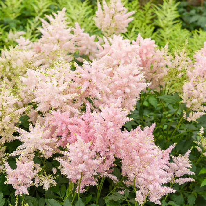 Astilbe du Japon Europa Astilbe japonica Europa