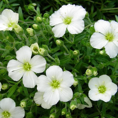 Arenaria Montana - Le pot de 13 cm