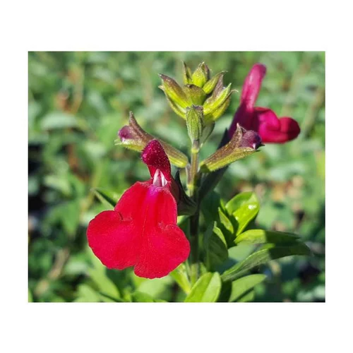 Sauge Salvia x greggi Artic Blaze dark red - Le pot de 5 litres