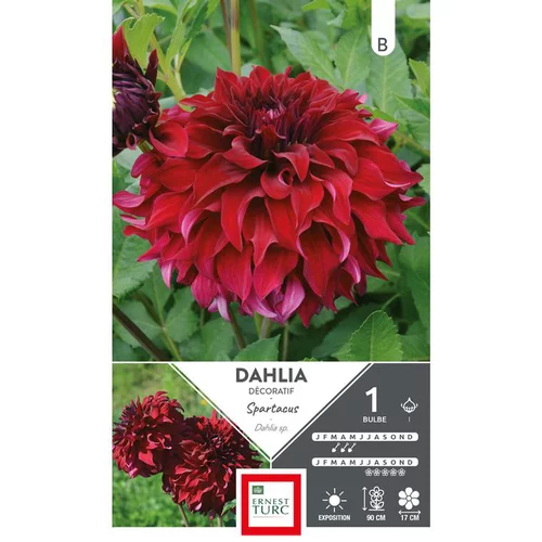Dahlia fleurs géantes Spartacus rouge profond Ernest Turc - 1 bulbe