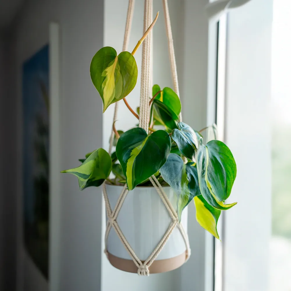 Philodendron Monstera Brasil Philodendron scandens Brasil