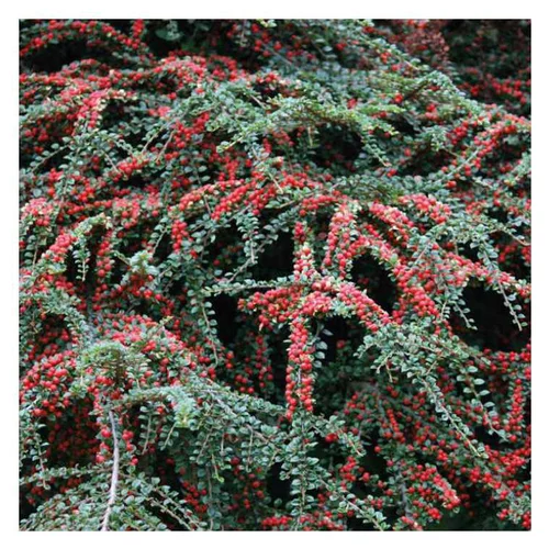 Cotoneaster à baies rouges – Pot de 3L