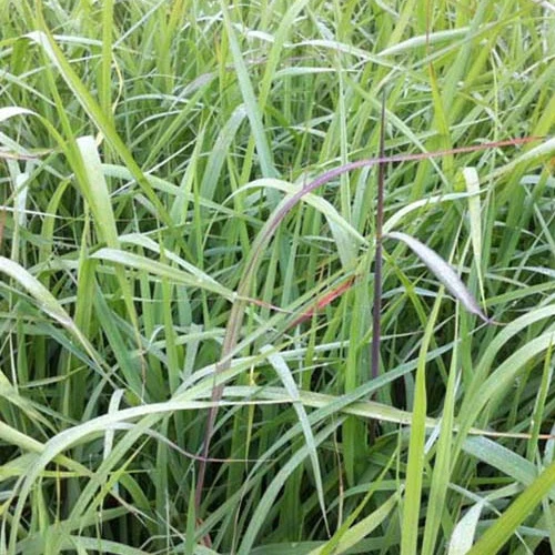 Herbes des Indiens Indian Steel Sorghastrum nutans Indian Steel