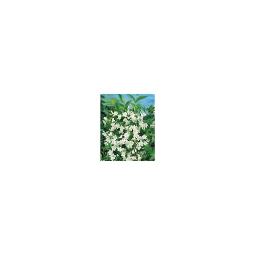 Weigela Candida – Pot de 5L