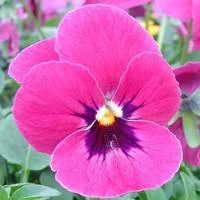 Pensée à grandes fleurs - La cagette bois de 12 plants