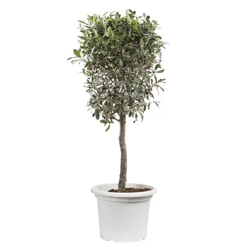 Olivier mini tige - Avec cache pot