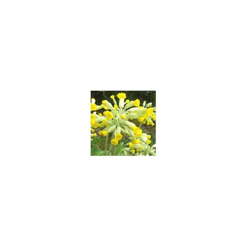 Primevère élatior - La barquette de 6 plants