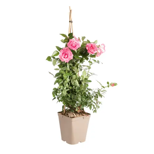 Rosier grimpant varié. Le pot de 7 litres