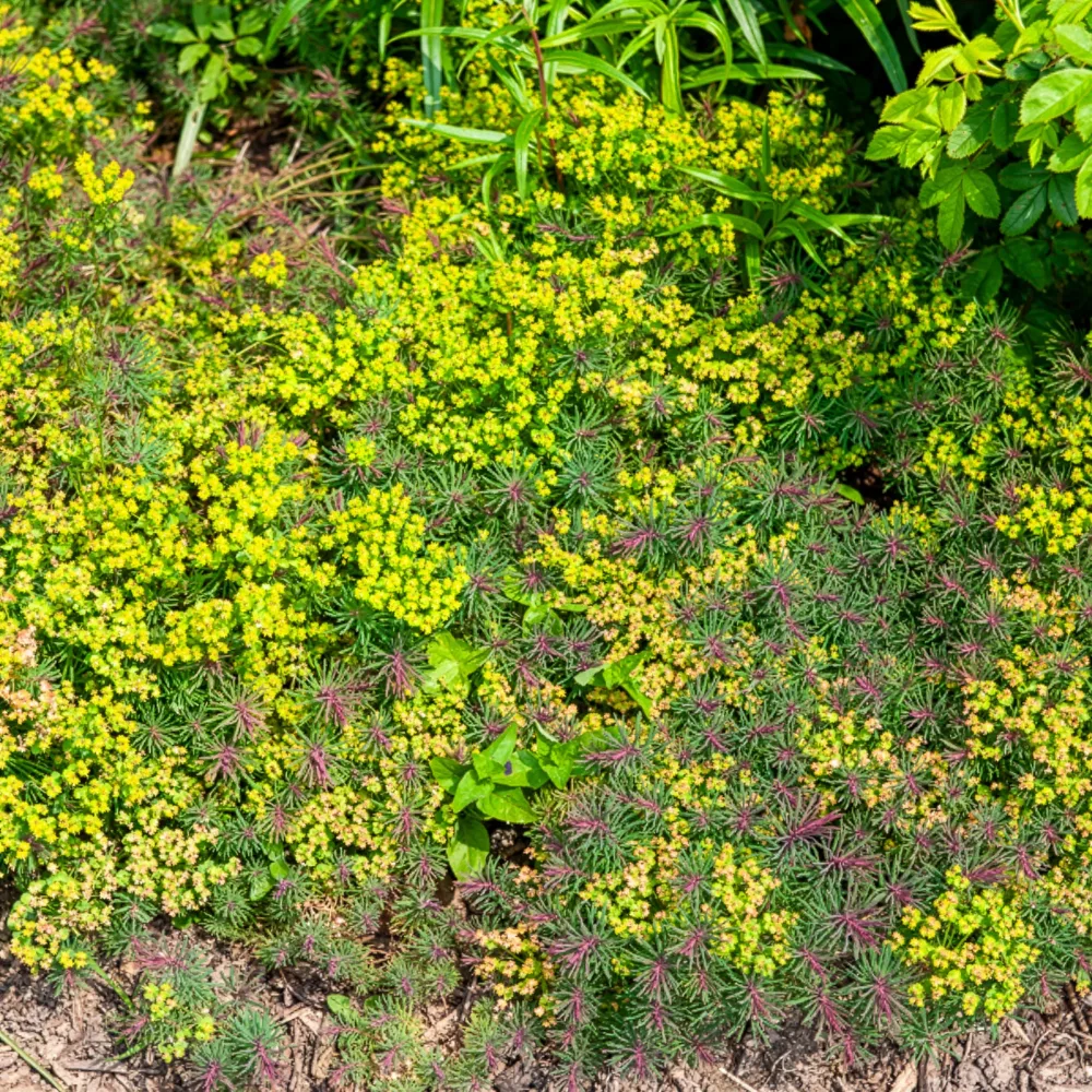 Euphorbe petit-cyprès Fens Ruby Euphorbia cyparissias fens ruby